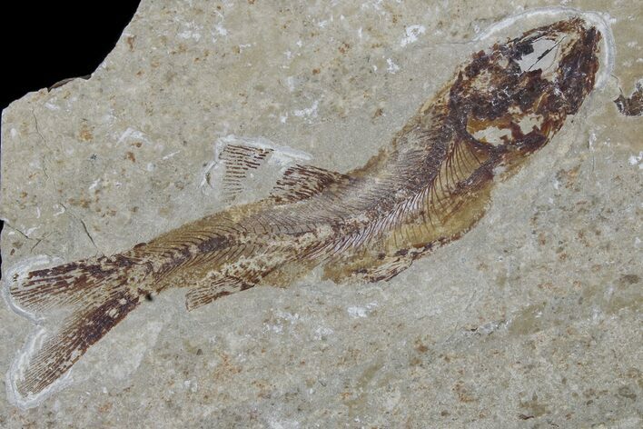 Cretaceous Fossil Fish (Davichthys) - Hakel, Lebanon #173154